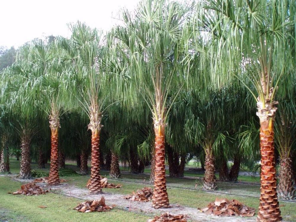 Field Grown Special Trim,, Florida Fancy