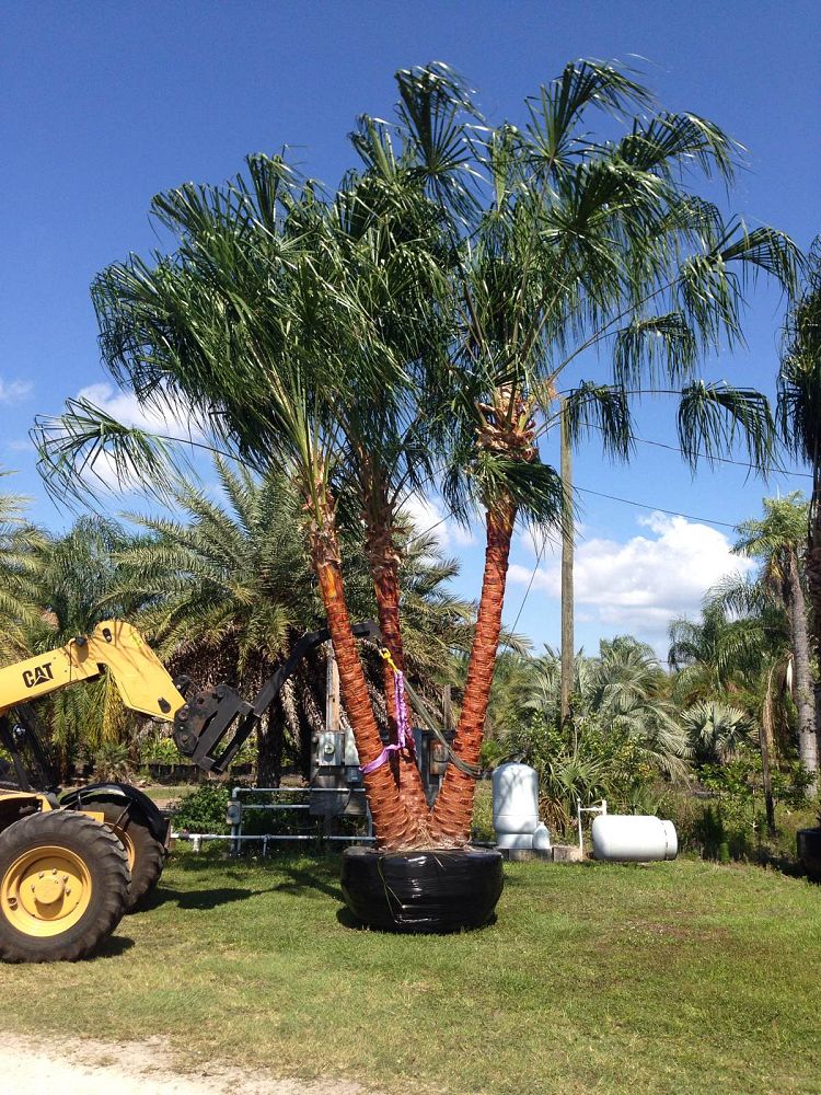 Field Grown 1525ft triple