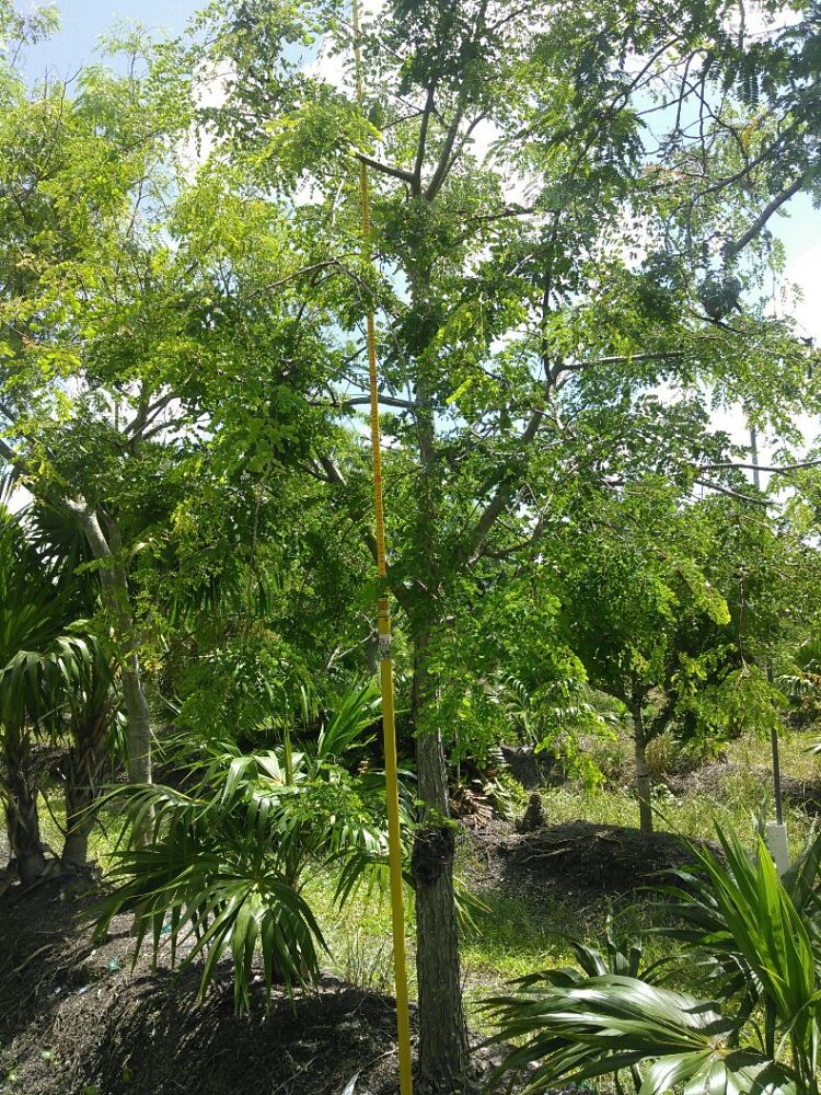Image Gallery Native Tree Nursery