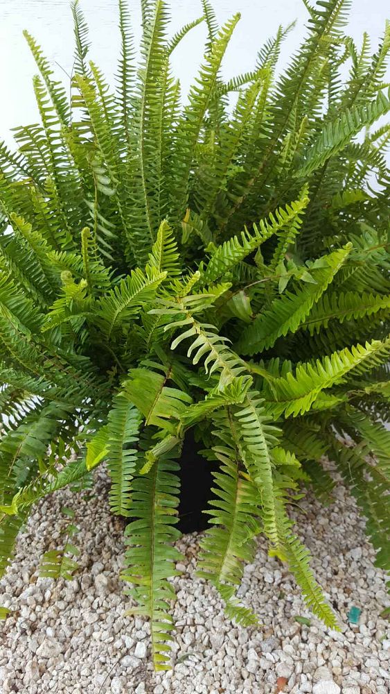 Kimberly Queen Fern