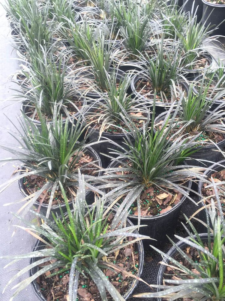ophiopogon planiscapus black mondo grass 1g 6