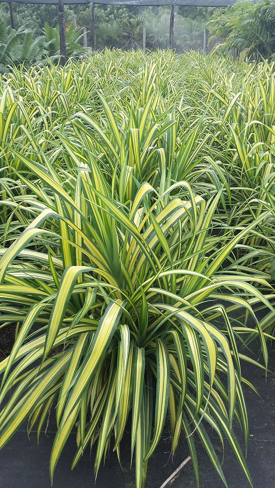 Pandanus baptistii 'Aureus', Variegated Dwarf Pandanus 15G / 17" 17"