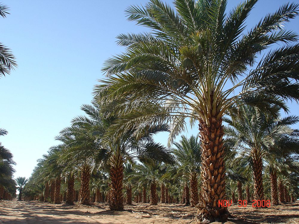 Field Grown Certified 