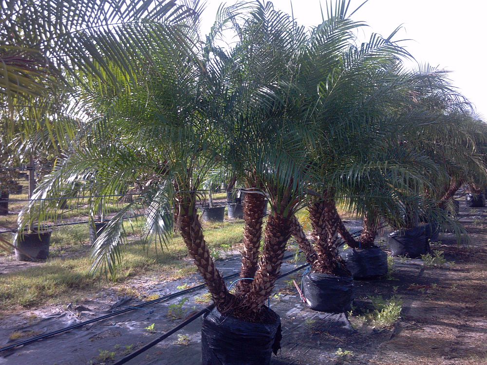 Phoenix roebelenii, Pygmy Date Palm, Roebelenii palm