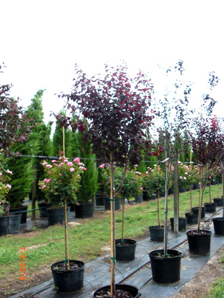 avail late fall tree avail late fall tree