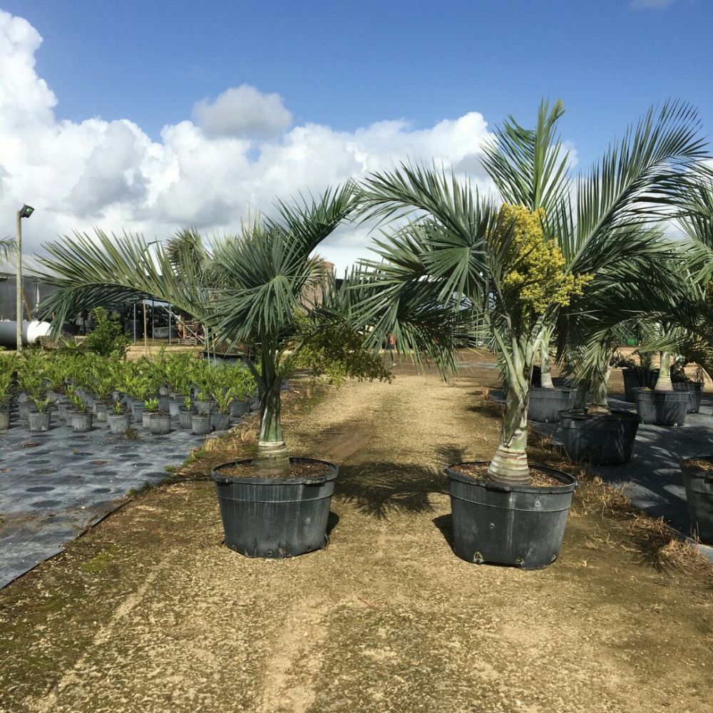 Image Gallery Native Tree Nursery