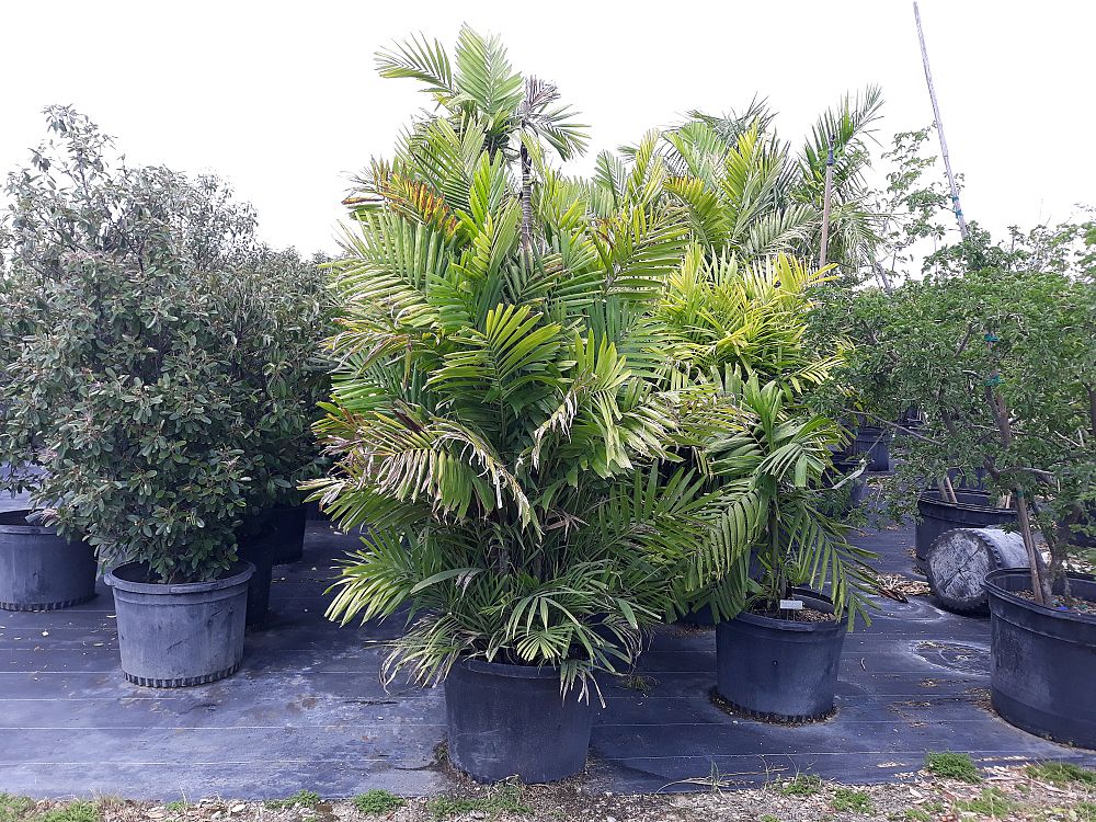Image Gallery Native Tree Nursery