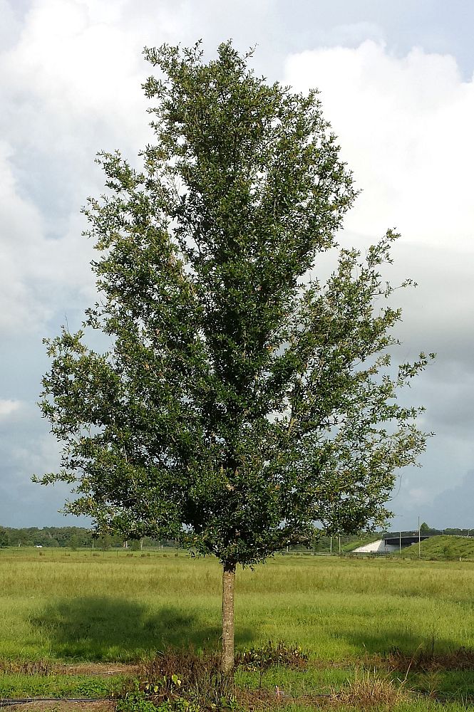Field Grown 1214in Cal
