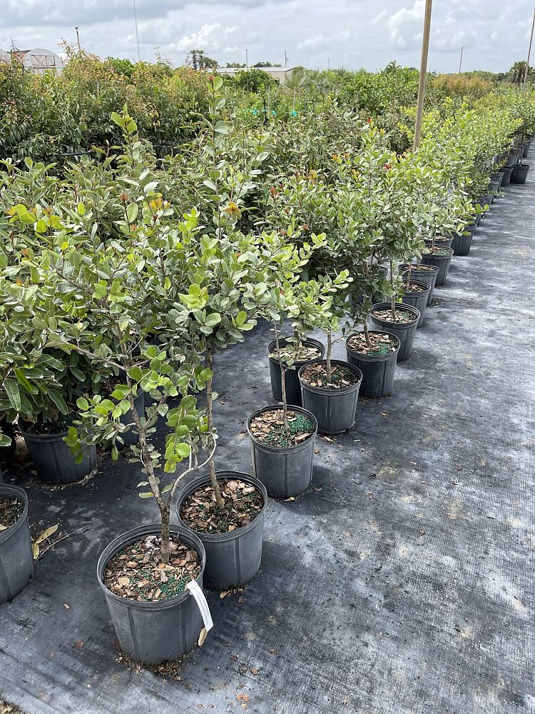 Image Gallery Native Tree Nursery