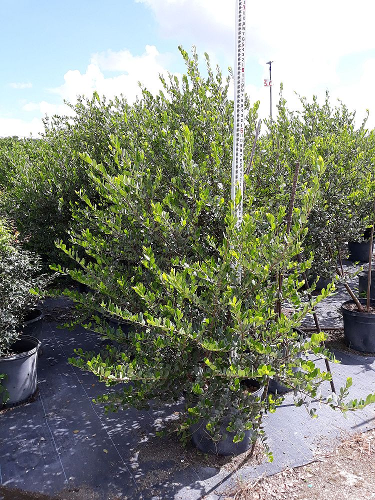 Image Gallery Native Tree Nursery