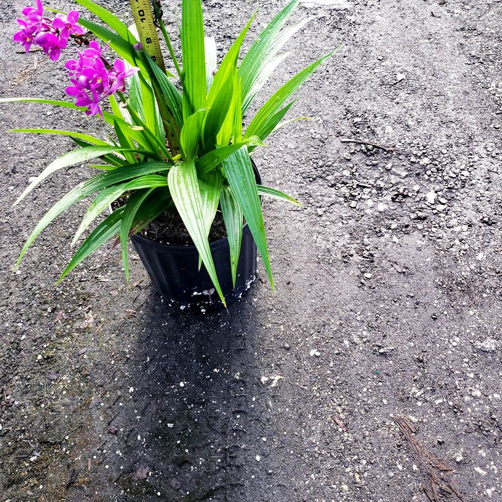 spathoglottis-purple-passion-ground-orchid