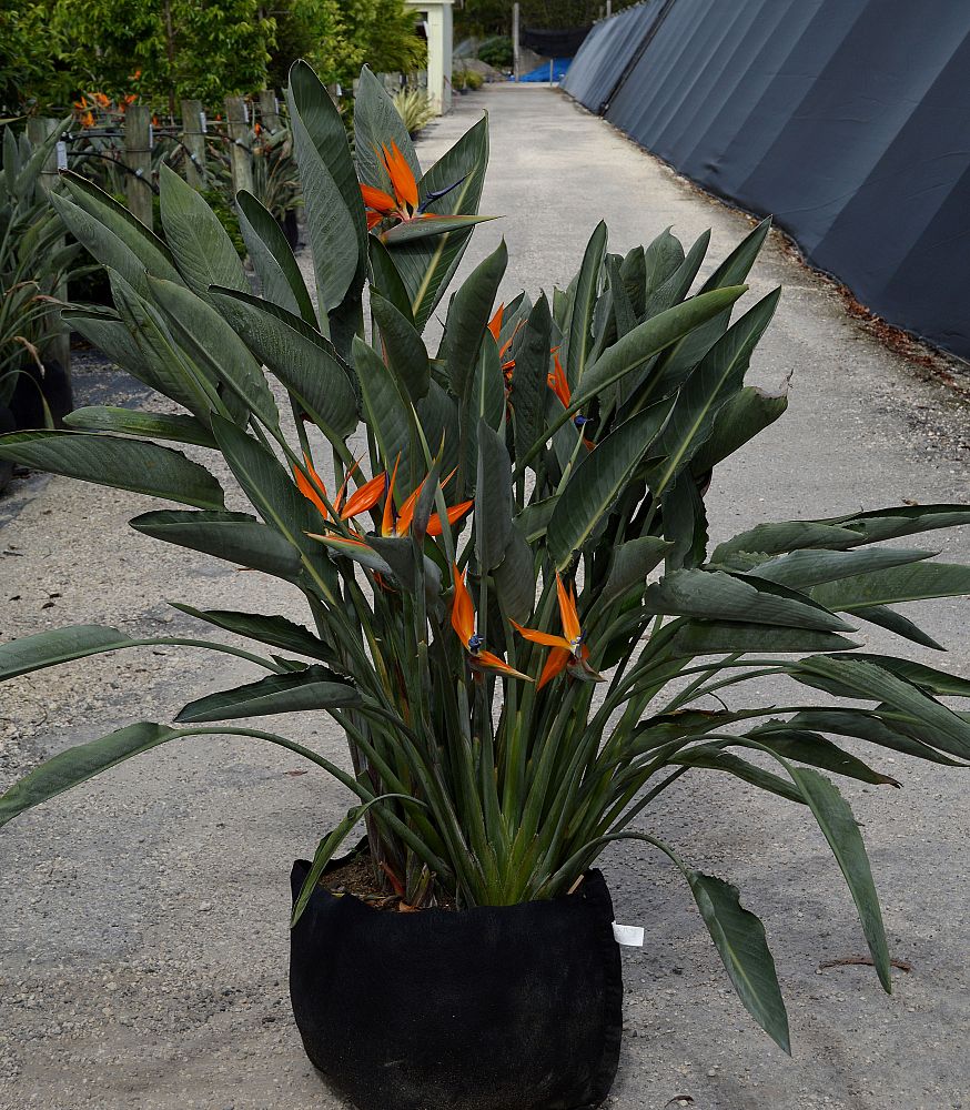 Homestead Gallery – Botanics Wholesale Nursery
