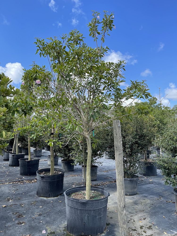 Image Gallery Native Tree Nursery