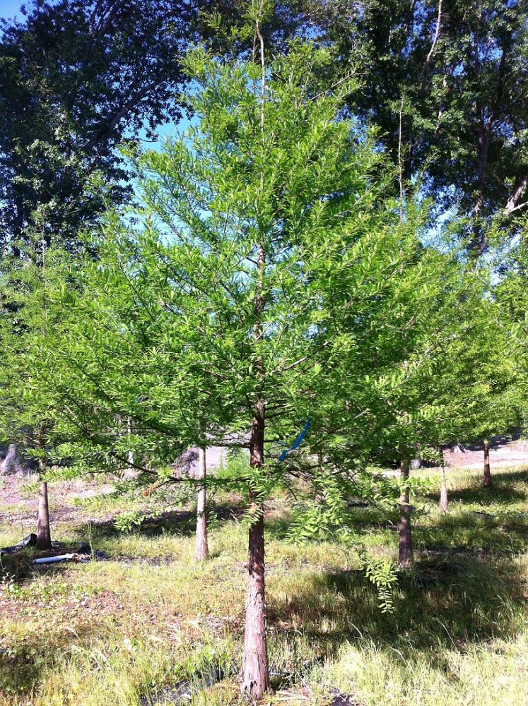 Gallery Southeastern Trees Wholesale Nursery