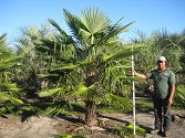 Chamaerops excelsa Chamaerops excelsa