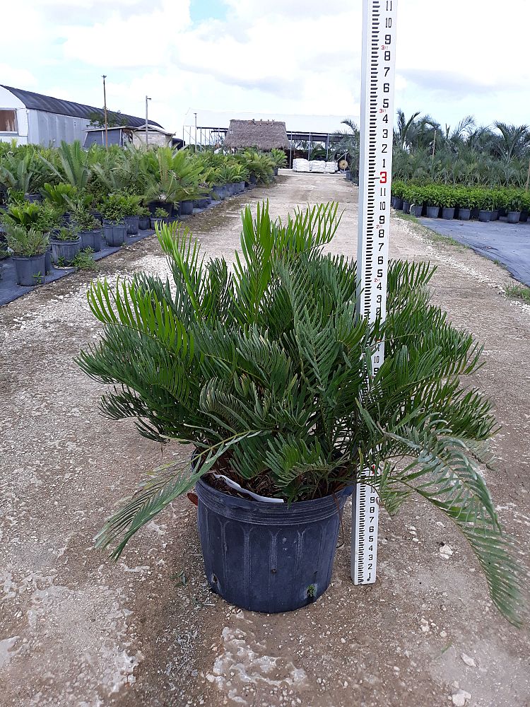 Image Gallery Native Tree Nursery