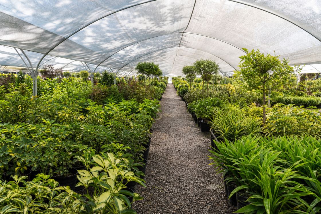 Interior de una casa de sombra de vivero, con hileras de plantas en contenedor bajo malla blanca.