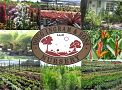 Doug Ingram and Sons Nursery