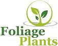 Foliage Plants