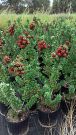 Floraland Nurseries, LLC.