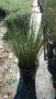V&B Nursery Inc.