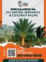 Royal Palm Nursery