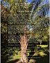 Breezy Palms Growers