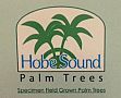 Hobe Sound Palm Trees