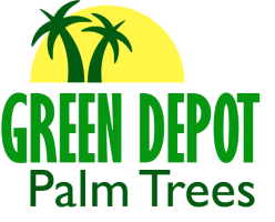 Green Depot Palm Trees | plantANT.com