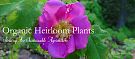 Organic Heirloom Plants