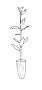 Urban Forestry Services
