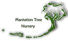 Plantation Tree Nursery