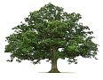 Adams & Adams Tree Farm Inc