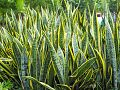 Eco Green Growers Nursery LLC
