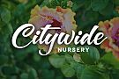 CITYWIDE NURSERY INC