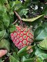 Annona Breeding Project, LLC