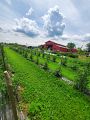 Pinnacle Construction and Landscape