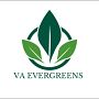 Virginia Evergreens