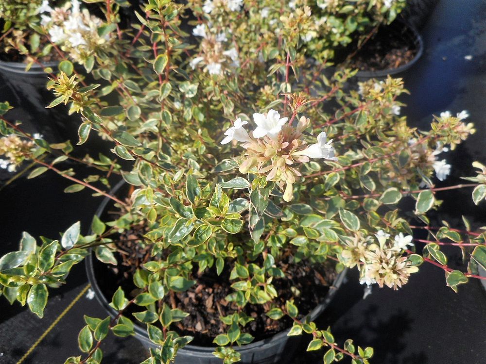 abelia-carolina-sunset