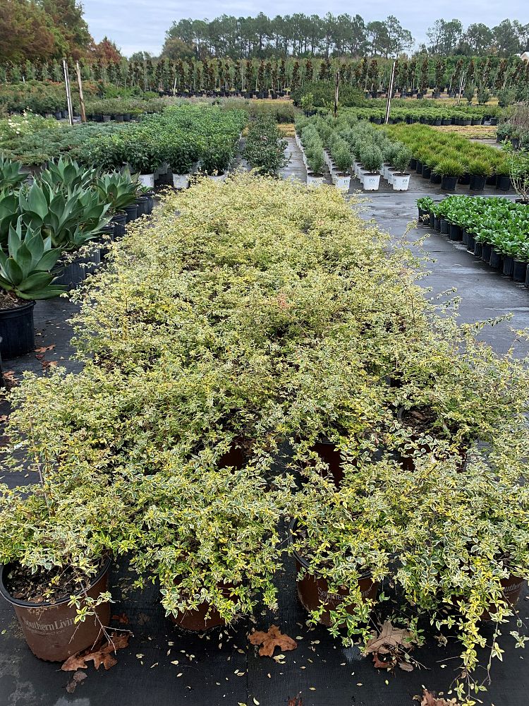 abelia-grandiflora-hybrid-miss-lemon-trade-abelia