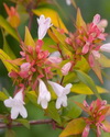 abelia-grandiflora-rika1-bronze-anniversary-trade-abelia