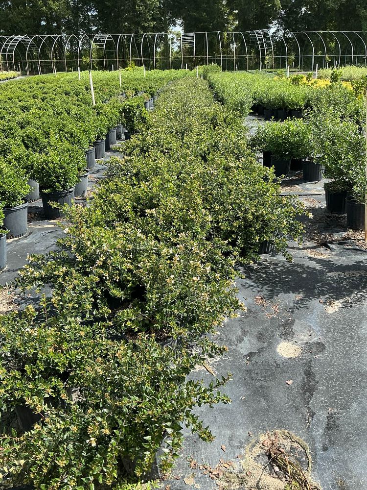 abelia-hyb-00-bc-47-7r-apple-perfection-trade-abelia