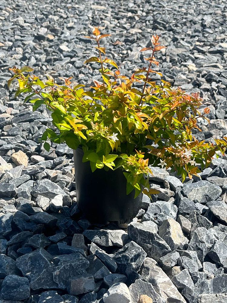 abelia-hybrid-srpabeper-peach-perfection-reg-abelia