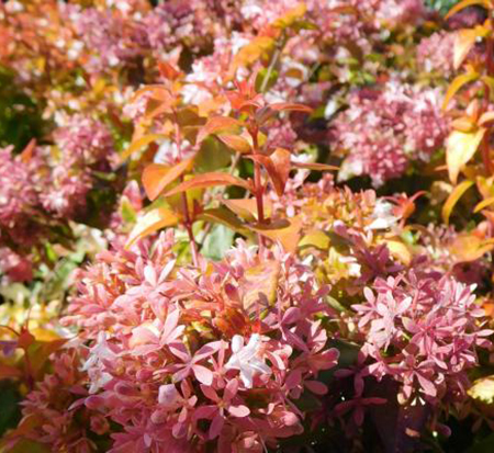 abelia-peach-perfection