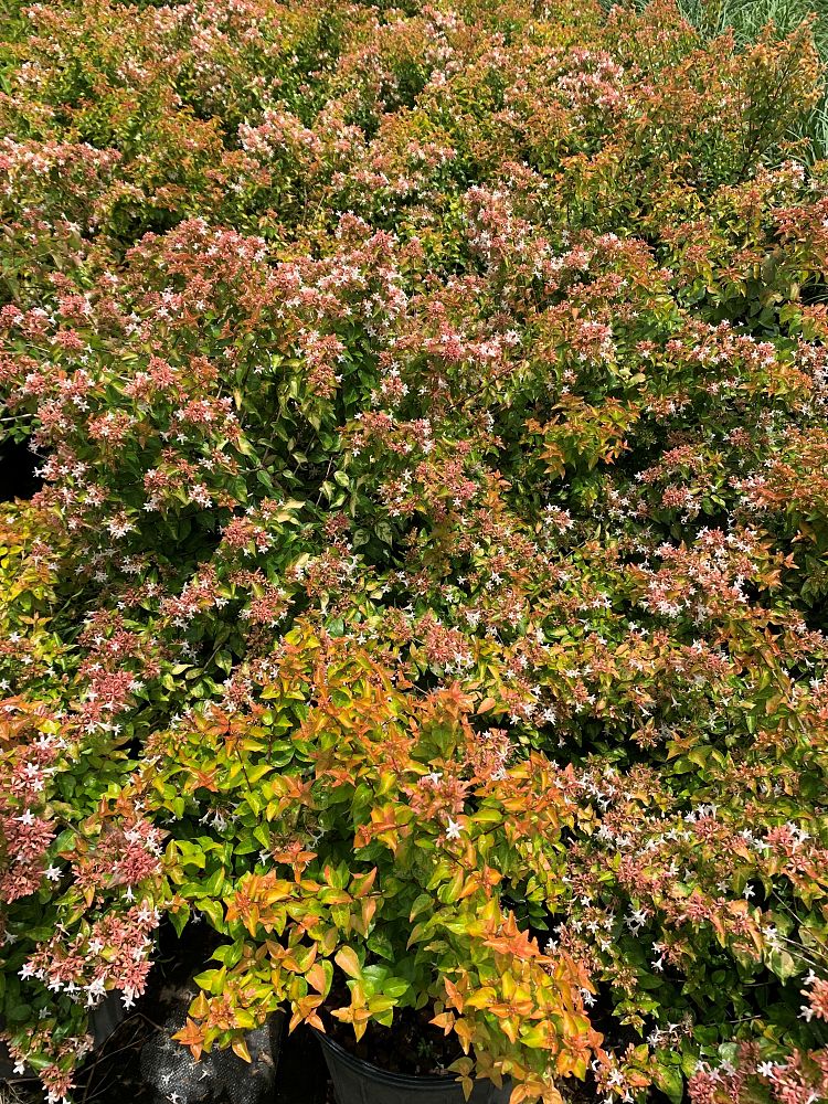 abelia-peach-perfection