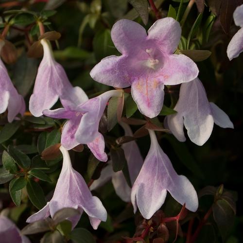 abelia-pinky-bells
