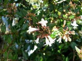 abelia-x-grandiflora-abelops-sunshine-daydream-glossy-abelia