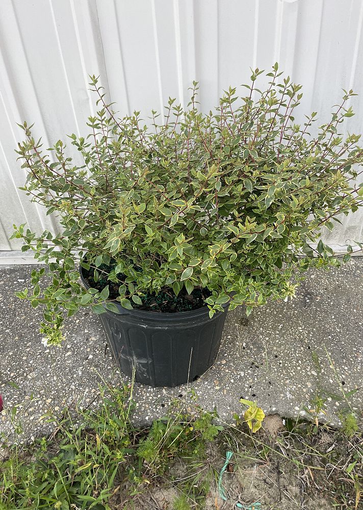 abelia-x-grandiflora-abelops-sunshine-daydream-glossy-abelia