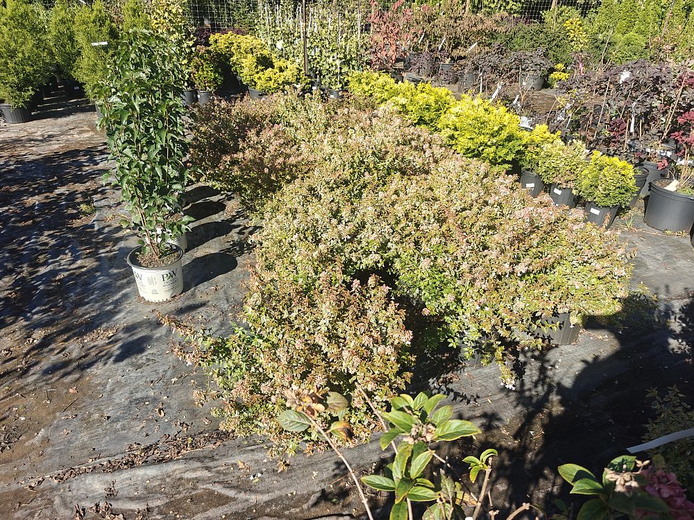 abelia-x-grandiflora-abelops-sunshine-daydream-glossy-abelia