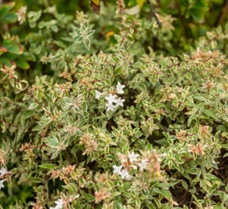 abelia-x-grandiflora-bailbeliaone-pp-33071-vanilla-brandy-abelia